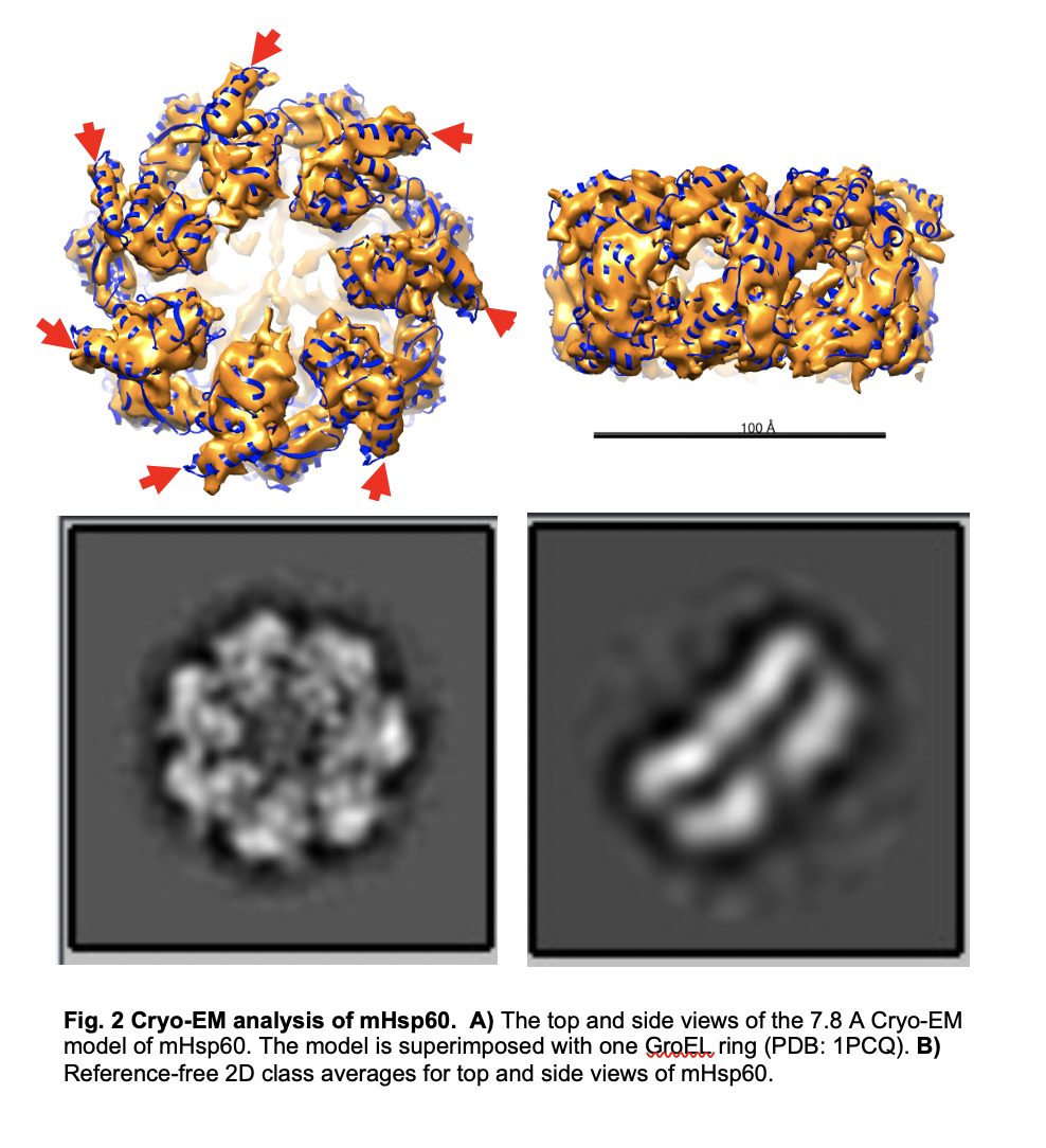 Figure 2 Cryo